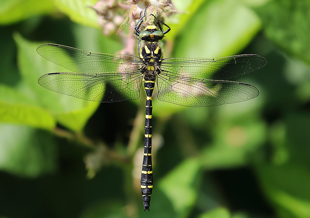 golden-ringed dragonfly